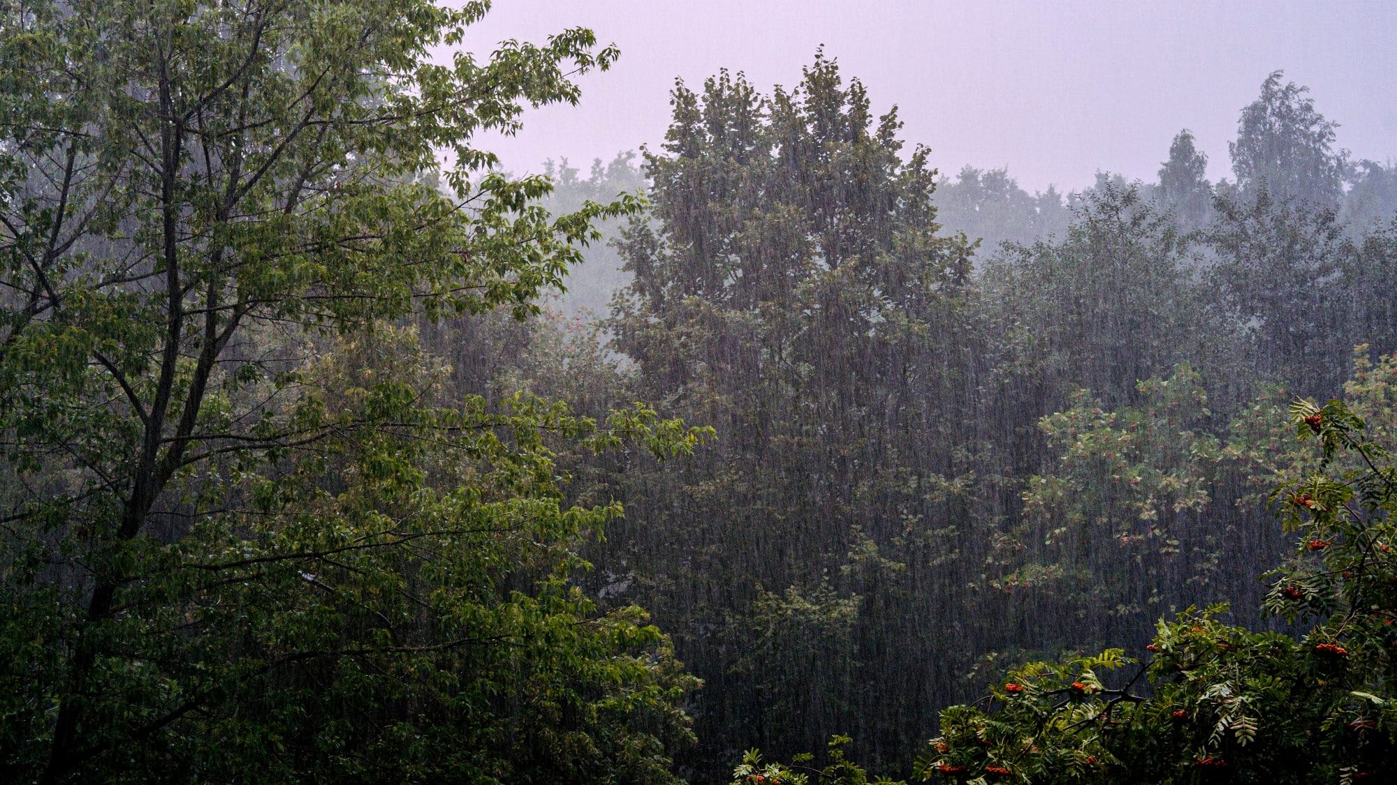 a forest filled with lots of trees covered in rain