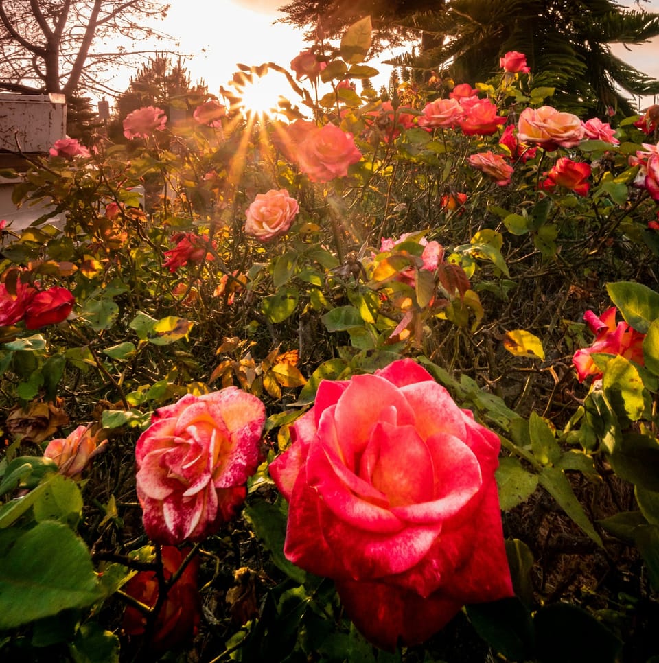 Full Lyrics: Rosetta: Lullaby